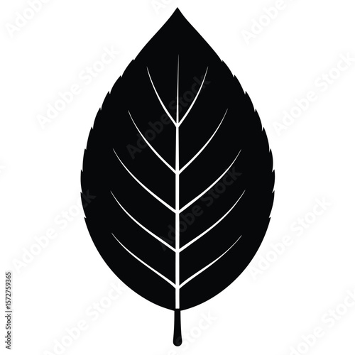A bold black silhouette of a beech (Fagus) leaf,