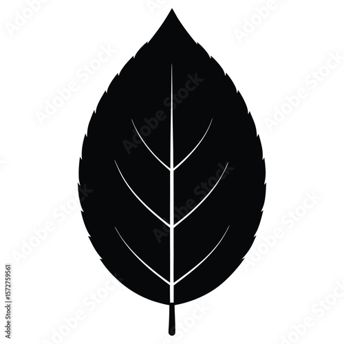 A bold black silhouette of a beech (Fagus) leaf,