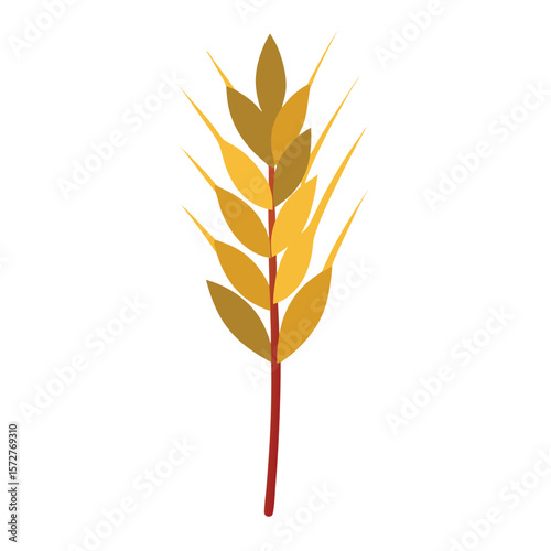A wheat stalk with grains, on a plain white surface, for agriculture, harvest, bread, or healthy food concepts.