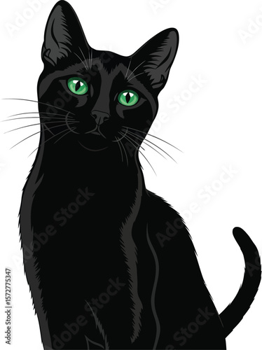 Cute black kitten or cat, a domestic feline animal with expressive eyes, isolated on a white background