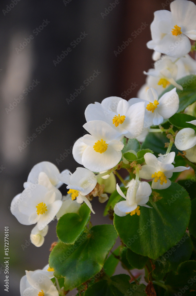Obraz premium Begonia Super Olympia white blooming flowers and green leaves.Closeup photo outdoors. Planting,growing pot plants concept. Free copy space.