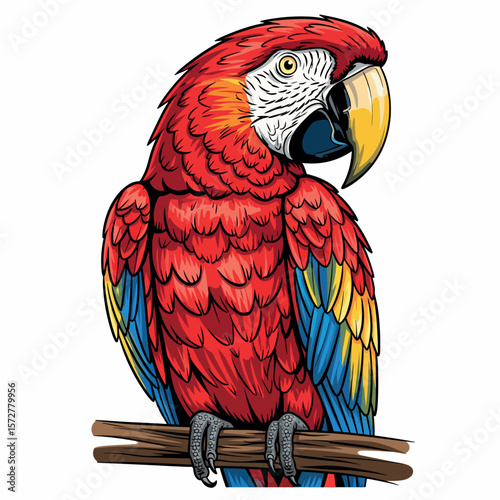 illustration, nature, bright, colorful, parrot, bird, beak, isolated, wild, tropical, wildlife, exotic, animal, pet, feather, design, cute, macaw, zoo, wing, jungle, beautiful, fauna, art, green, 