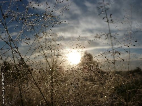 Dew spangled grass gilttering at dawn