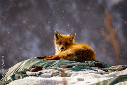 Curious Fox in Winter Snow Looking at Camera