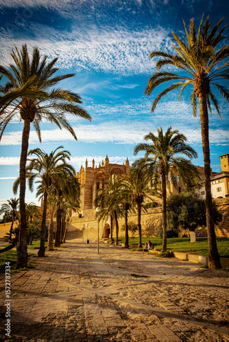 palm trees and cathedral of palma de mallorca