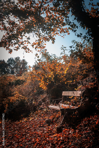 autumn in the forest