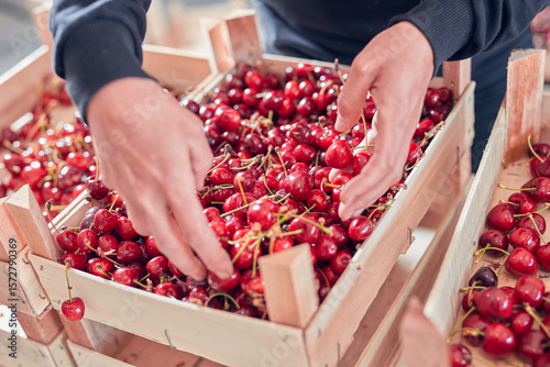 Farmer working and arranging freshly picked cherries in wooden crates.