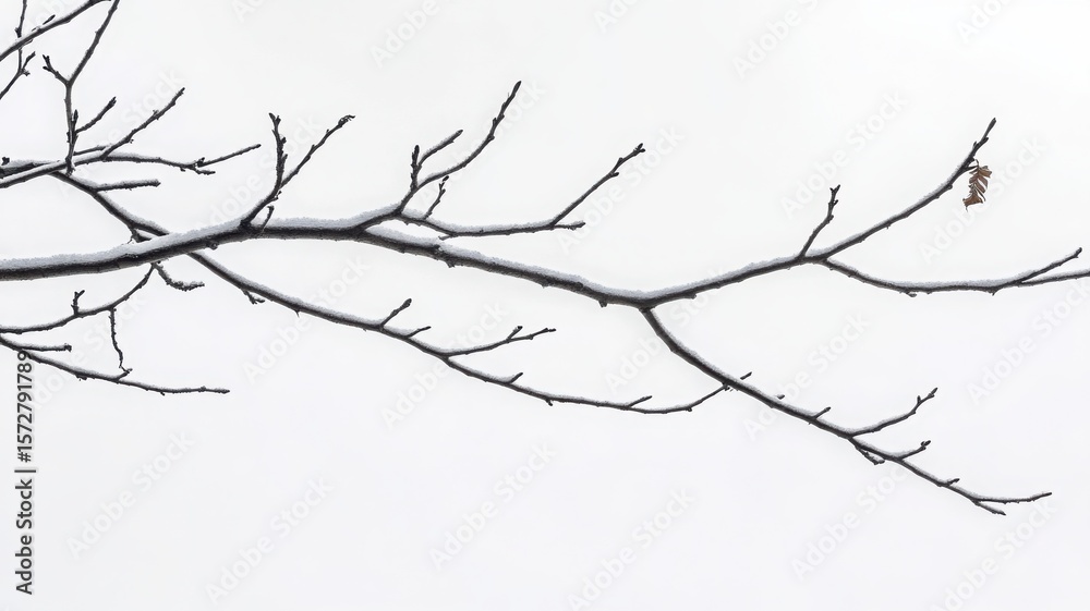Obraz premium Close-up of a thin leafless tree branch stretching across a pale gray sky