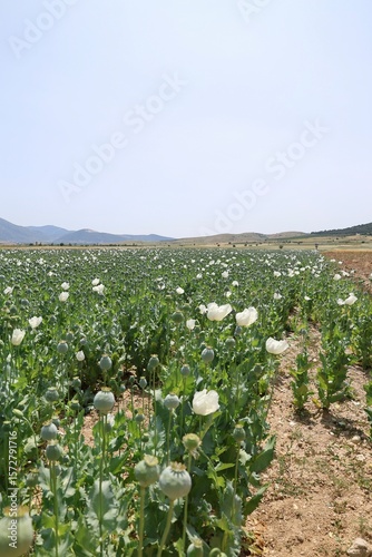 Poppy field landscape. High quality photo