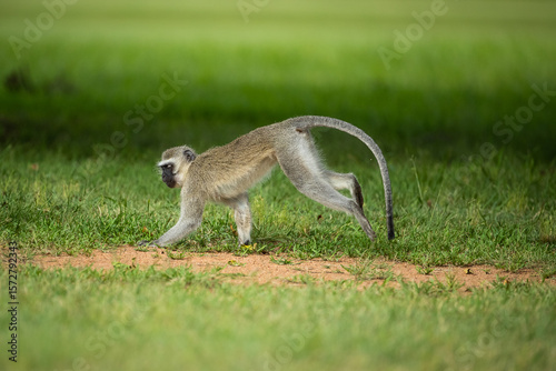 A vervet monkey running through a park