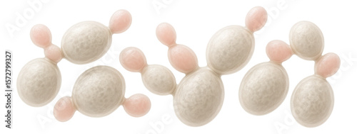 Microscopic view of yeast cells from Saccharomyces cerevisiae with budding structures