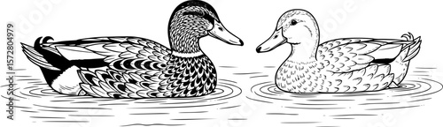 Two ducks swimming in water with one duck having detailed feathers in black and white illustration editable vector