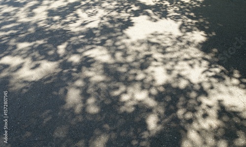 木漏れ日の影、木の葉の影