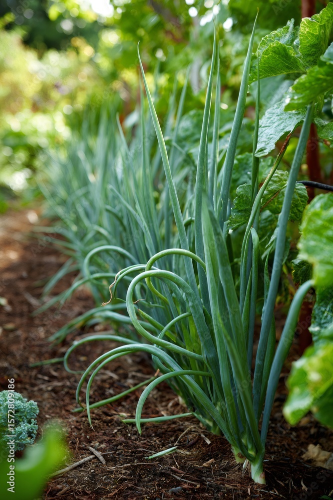 Obraz premium Green garlic scapes curling artfully, representing lush permaculture growth and regenerative agricultural techniques