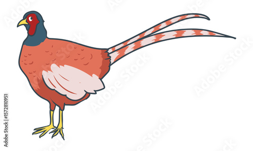 pheasant ringneck with separate white background
