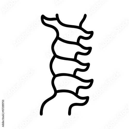 Anatomical illustration of human spinal cord structure for education or medical use