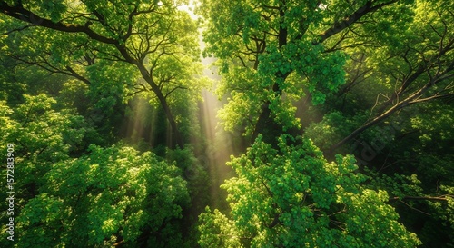 Sunlight through the Canopy: A majestic forest canopy bathed in sunlight, with the rays of light streaming through the lush green leaves.