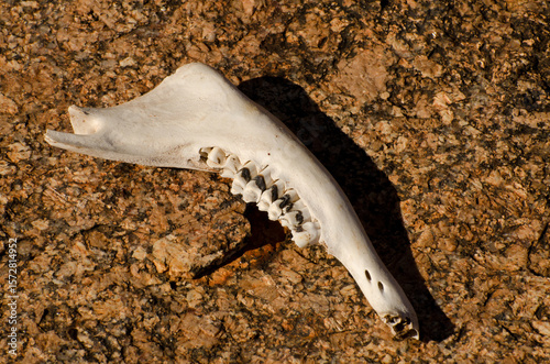 Sun bleached Kangaroo jaw bone on stony gibber desert