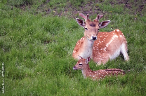 Canvas Print Wild female sika deer with fawn lying on green meadow