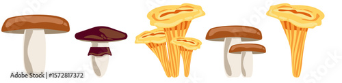 Vector set of edible forest mushrooms: suillus with a ring, flat-cap russula, and golden chanterelles. Ideal for autumn foraging themes, botanical illustration, or seasonal cooking design