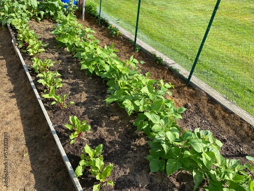 Home grown vegetable garden. Plants growing in a home garden in morning sunlight. Organically grown food garden