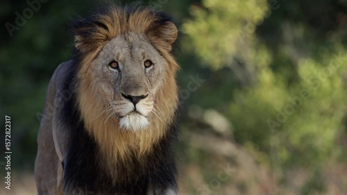 A huge male lion walking close-up