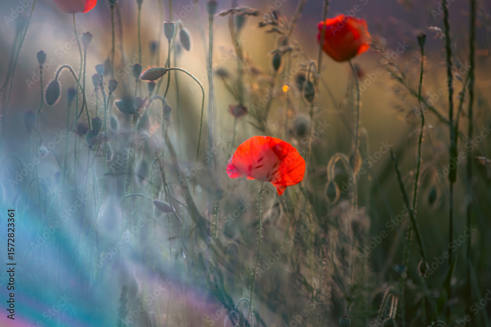 Obraz premium Beautiful field of red poppies in the sunset light.