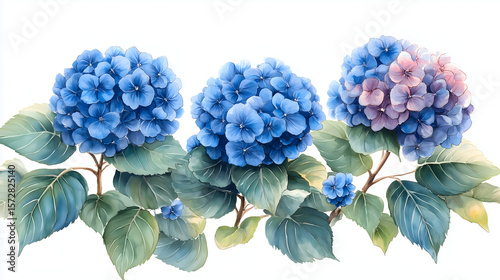 Vibrant clusters of blue and purple hydrangeas bloom amidst lush green foliage.