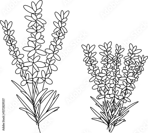 Lavender flowers composition. Vector graphic line illustration. Banner, poster, wrapping paper, sticker, print, modern textile design. For logo, web, package, sticker.