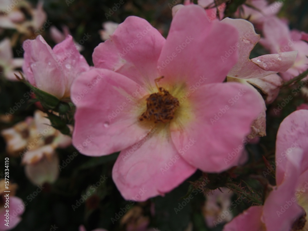 Obraz premium ピンクのバラについた水滴