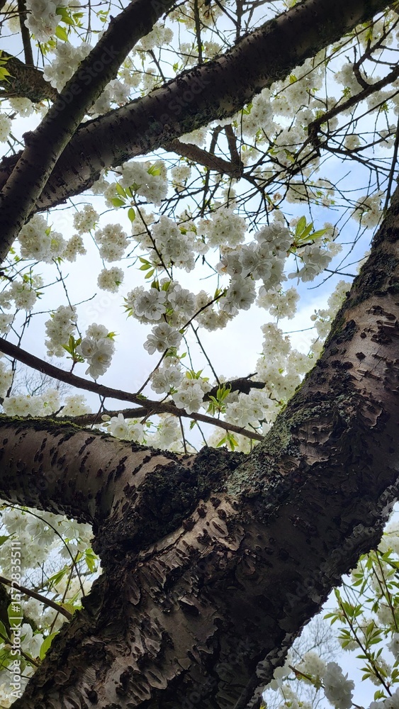 Naklejka premium white sherry tree in blossom