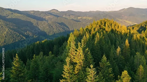 Mountain pine forest illuminated by golden sunlight, Aerial view of dense evergreen forest in the mountains, bathed in warm golden sunlight during a peaceful summer morning.