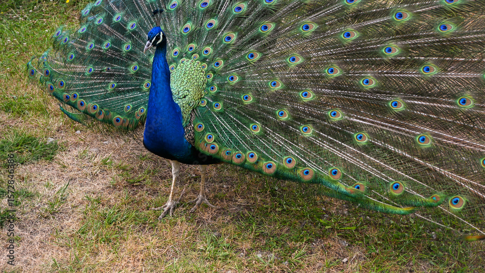 Obraz premium Beautiful peacock showing its colorful feathers in a green meadow