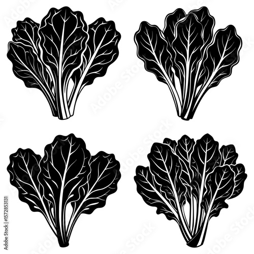 Four bunches of chard in black and white with detailed leaf venation and clustered stem formations seen