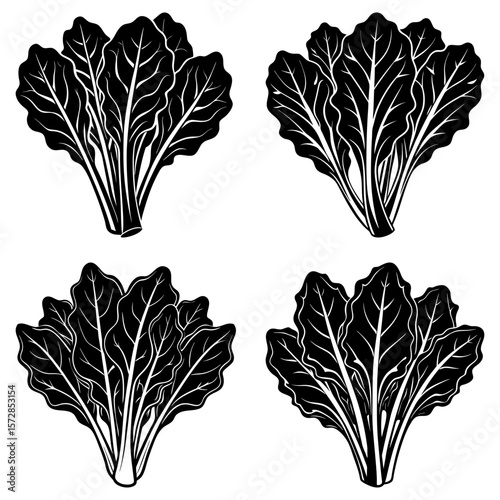 Four bunches of chard with detailed leaf veins in a monochrome black and white illustration style image