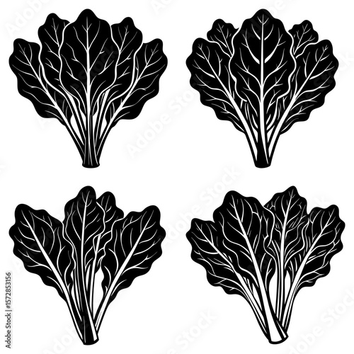 Four bunches of chard with detailed leaf veins in a black and white vector illustration style image