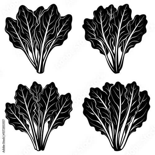 Four bunches of chard with detailed leaf veins in a black and white vector illustration design element