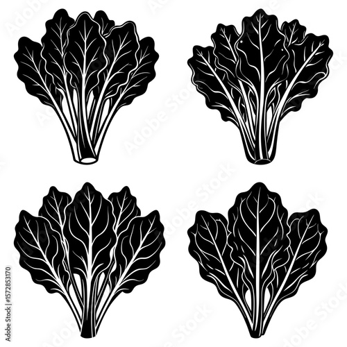 Four stylized bunches of chard with detailed leaf veins in a monochrome black and white illustration