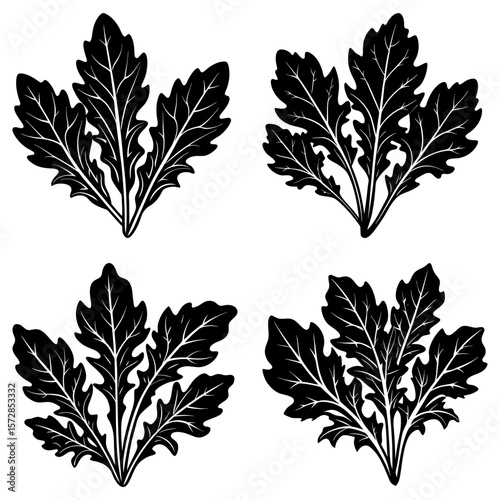 Four arugula plant illustrations with detailed leaf venation and distinct leaf arrangements on white background