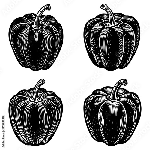 Four black and white bell peppers with detailed engraving style on a white background image illustration