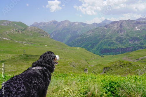 Bernese Mountain Dog is looking at the mountains, Austrian Alps 