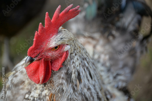 Huhn