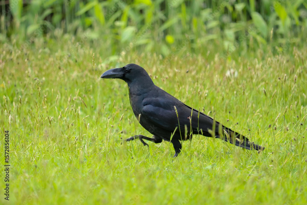 Obraz premium Crow Walking Through Tall Grass
