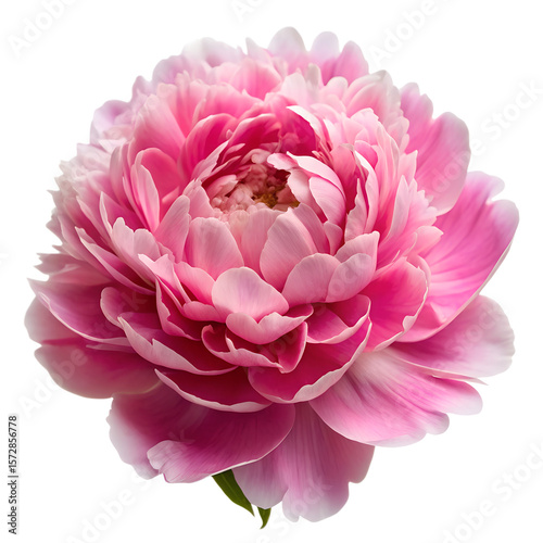 Fototapeta Naklejka Na Ścianę i Meble -  	Pink peony flower with layered petals isolated on transparent background