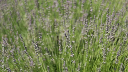 lavender bush under the summer sun