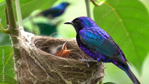 bird in the nest