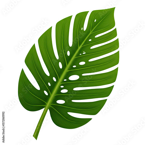 Tropical Leaf's Serenity: A stunning, close-up of a singular, healthy Monstera leaf, showcasing its vibrant green hue and unique perforations, exuding a sense of natural tranquility.