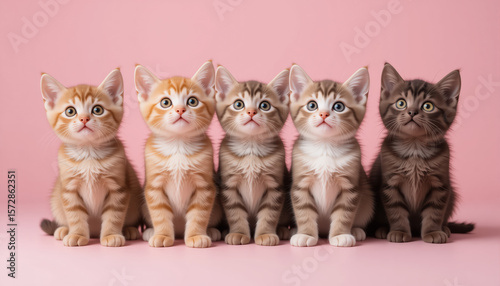 Adorable different kittens sitting and looking up with big eyes on light pink background.