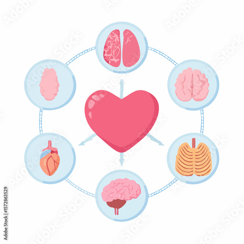 Human body infographic: Visual representation of the human heart and related organ systems, highlighting its central role in the body, a cornerstone for medical or educational materials.