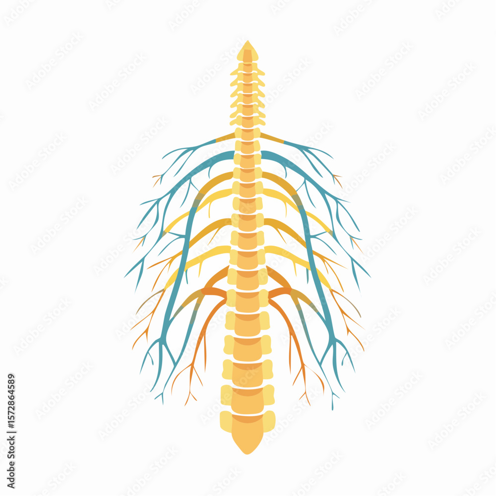 Obraz premium The intricate spinal cord: A detailed illustration of the human spinal cord. Showcasing its complex structure and intricate network of nerves. perfect for educational and scientific purposes.